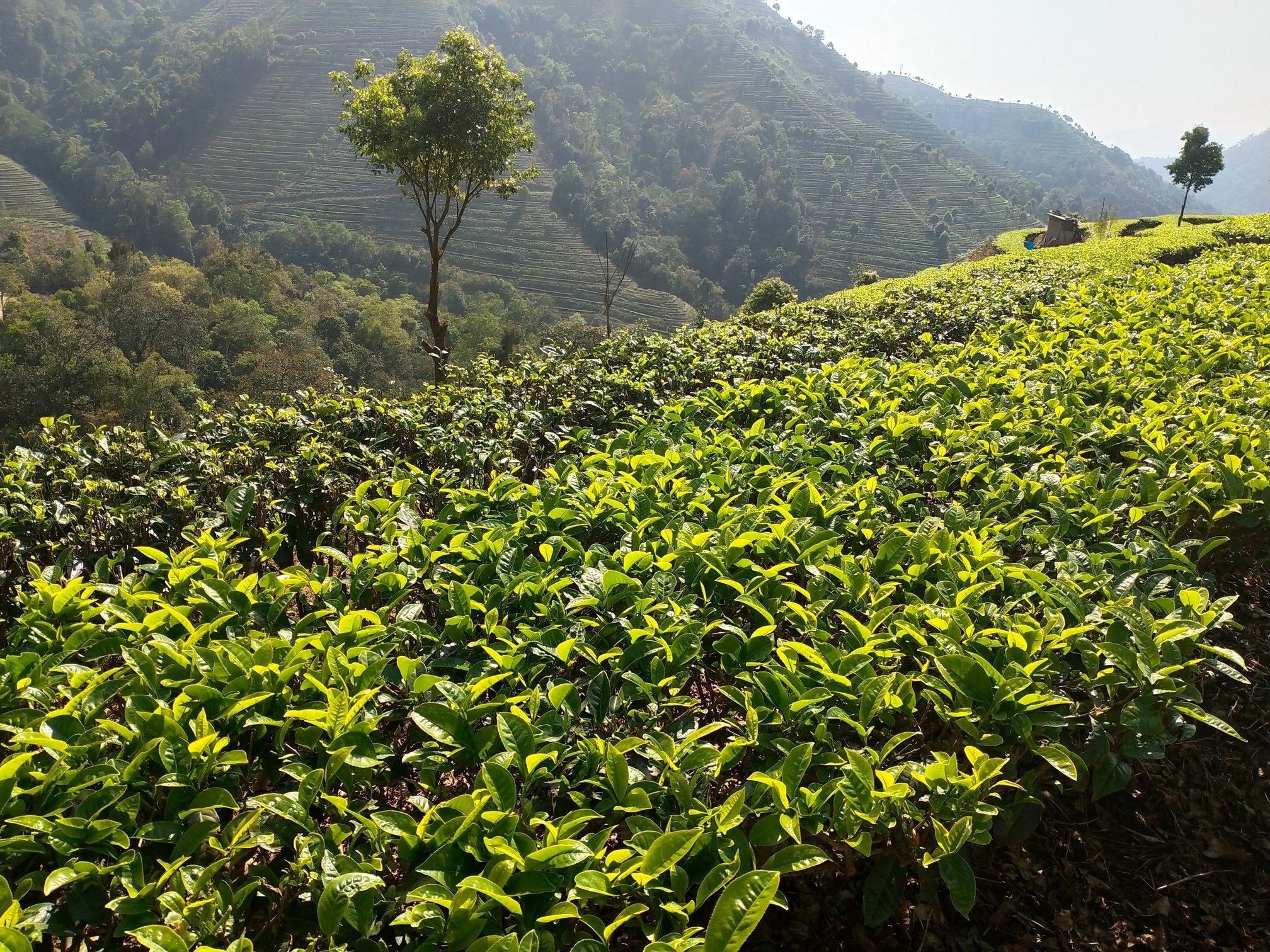 Zuxiang Tea Garden in the day