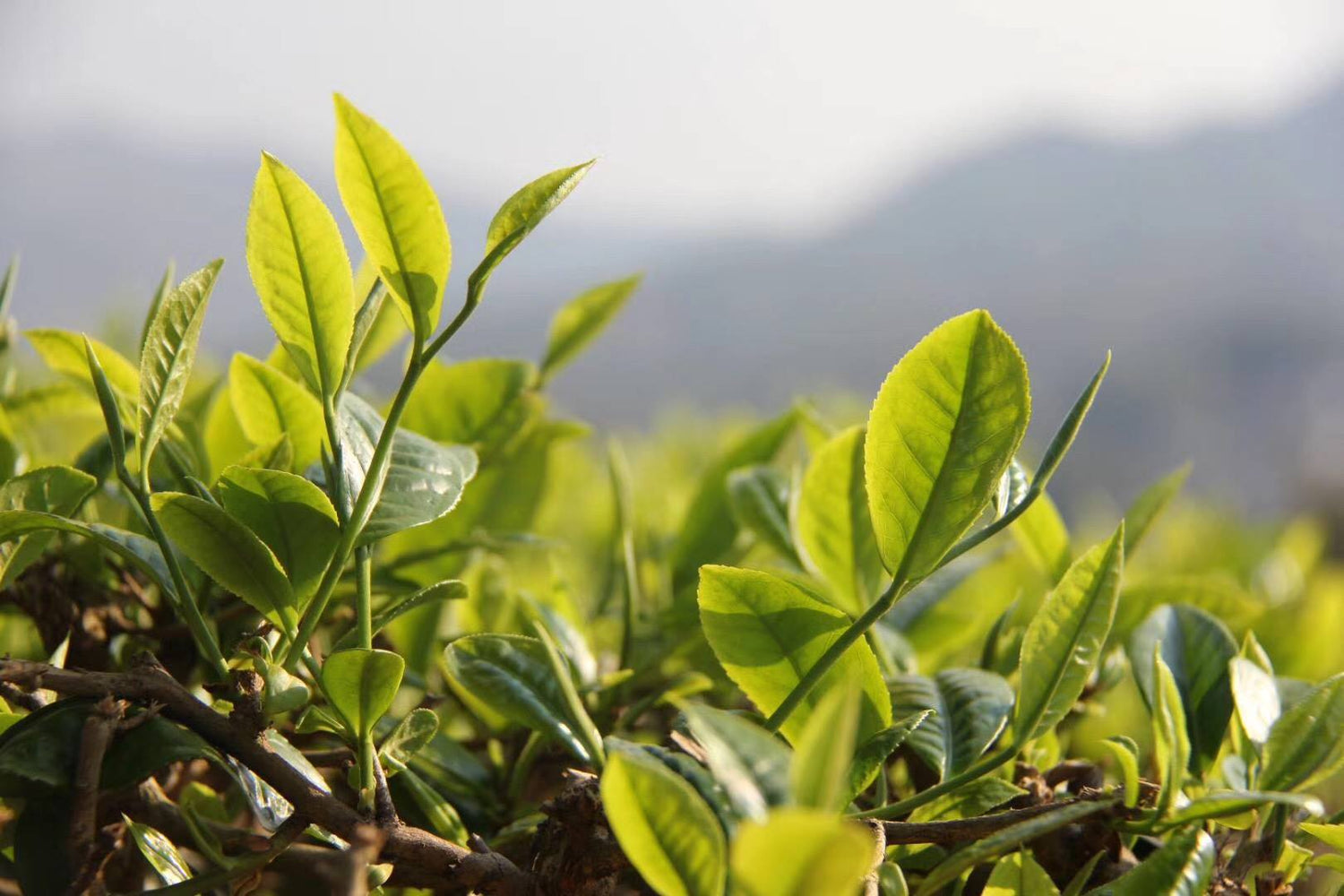 Zuxiang Tea Garden Shoots