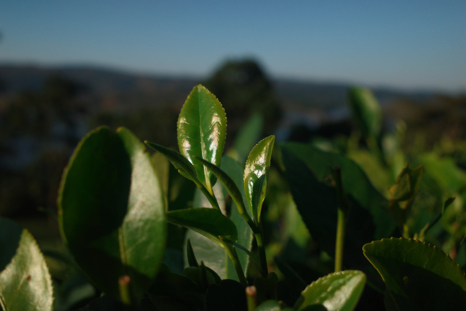 LaKyrsiew tea bush leaves
