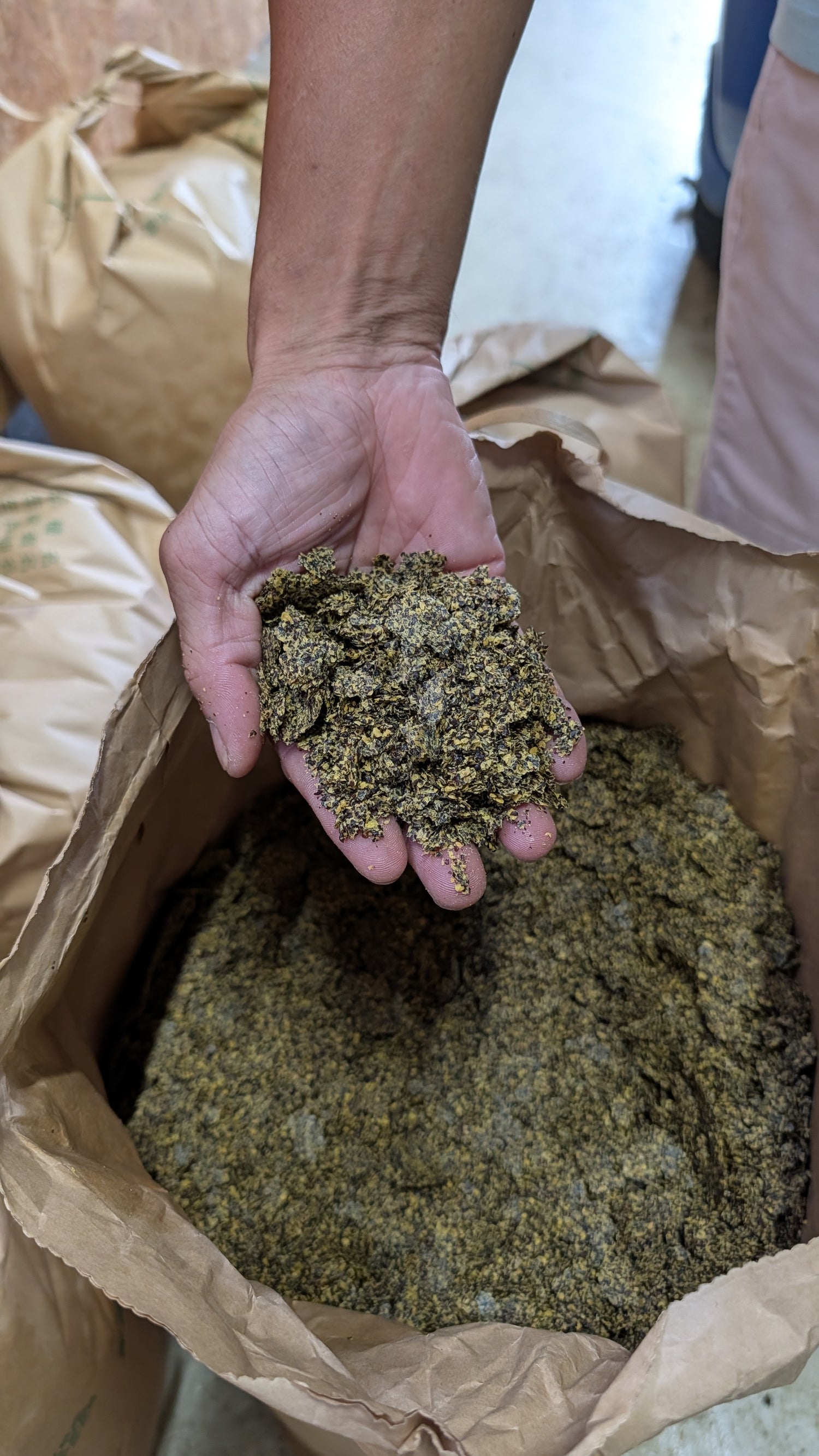 Tozaka-san showing pressed sesame seeds used as natural fertiliser
